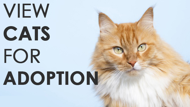 Cat Adoption: Adopt Your Next Best Friend