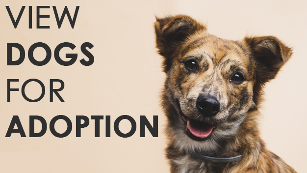 Dog Adoption: Adopt Your Next Best Friend