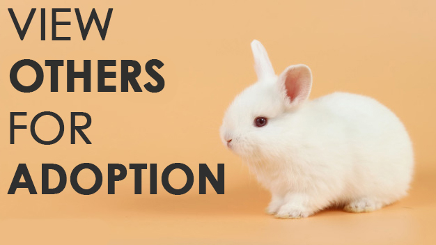 Rabbit Adoption: Adopt Your Next Best Friend